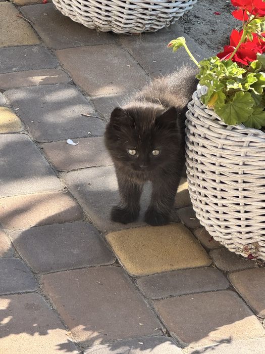 Котенята всі  пухнасті