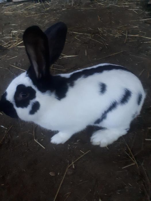 Sprzedam samca srokacz niemiecki