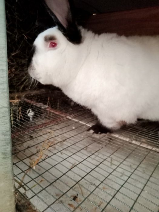 Кролики каліфорнійські  - кроленята, кітні самиці