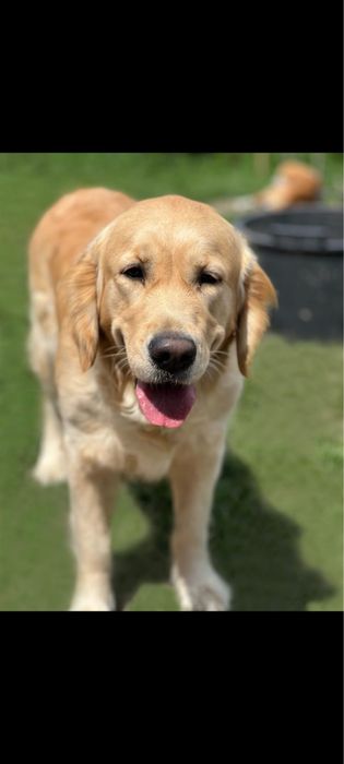 Piesek Golden Retriever