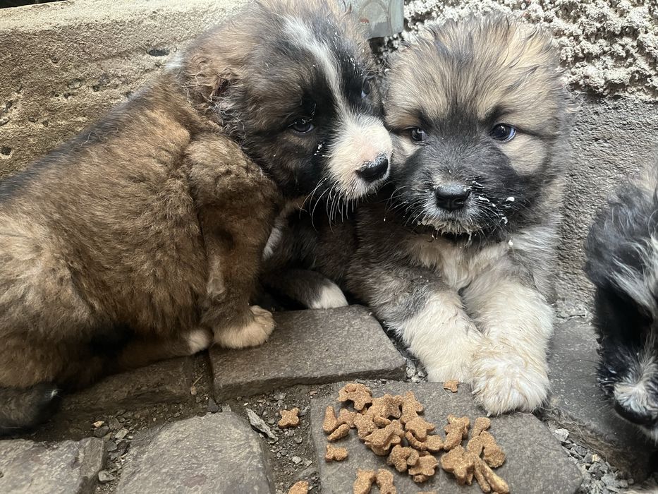 Собачки кавказької вівчарки