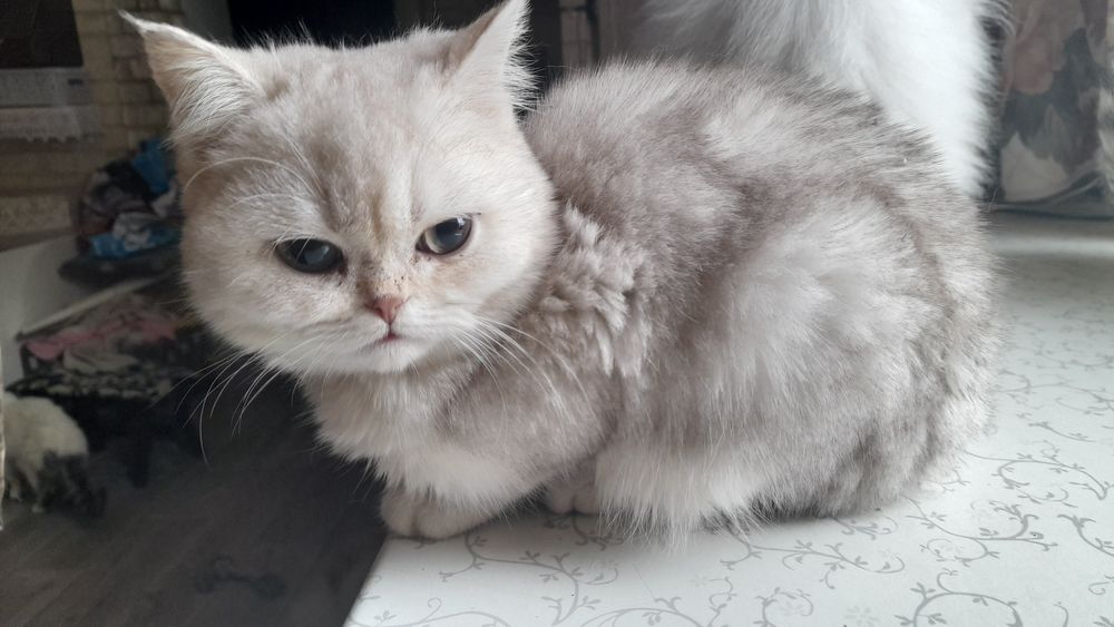 Шотландский котёнок