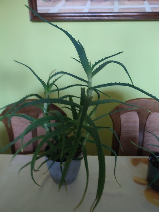 Kwiat / kwiatek - Aloe arborescens (aloes drzewiasty)