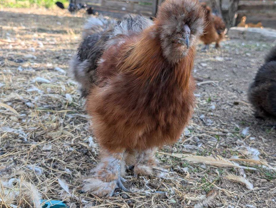 Кури Китайська Шовкова