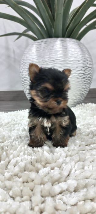 Yorkshire terrier. menina