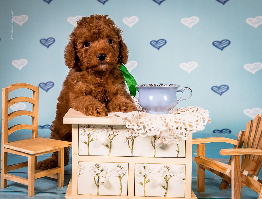 Чудові цуценята той пуделя FCI