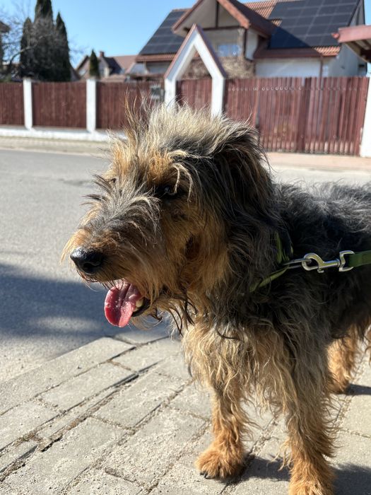 Supeł - Szuka domu!