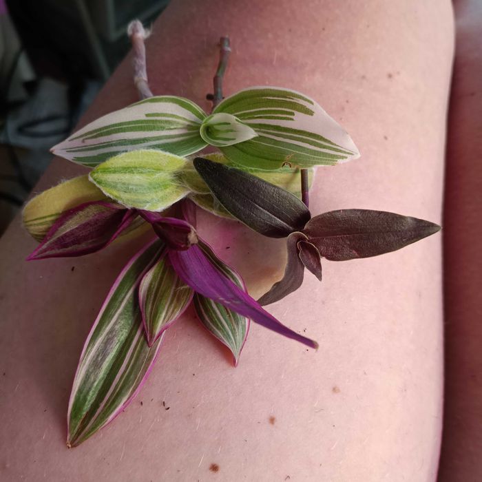 trzykrotki tradescantia 50szt ciętych