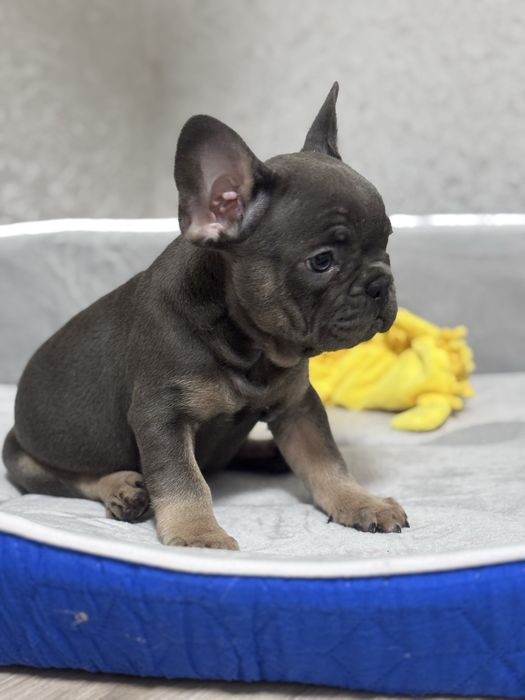 Міні і стандартні , блакитні красунчики та красуні