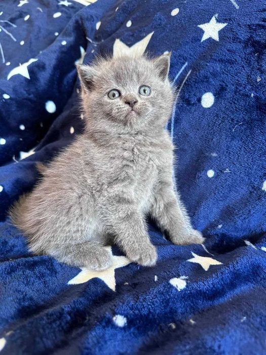 Gatinho fofinho muito querido.
