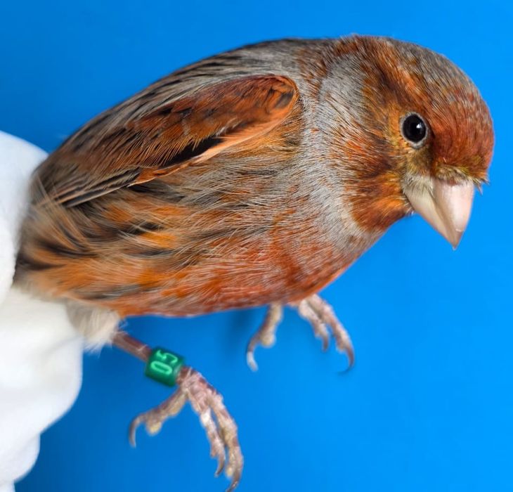 Клітки для канарок