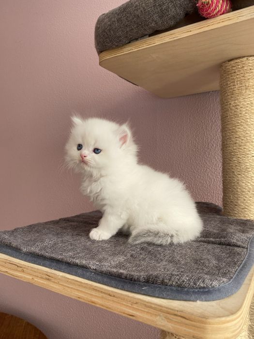 Gato British Longhair Golden