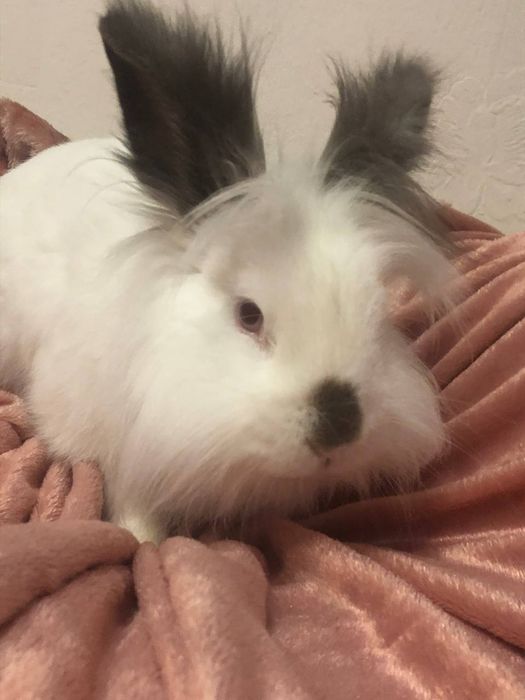 Продаєтьсякролиу