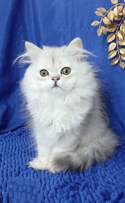 Серебристая шиншилла мальчик длинношерстный британский