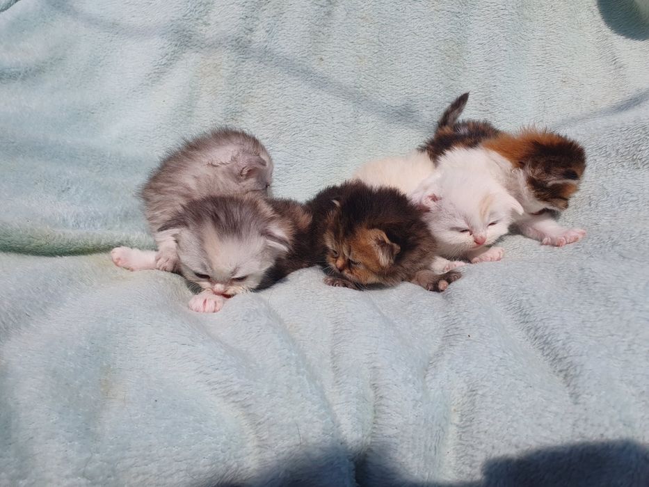 Шатланск е котята ,