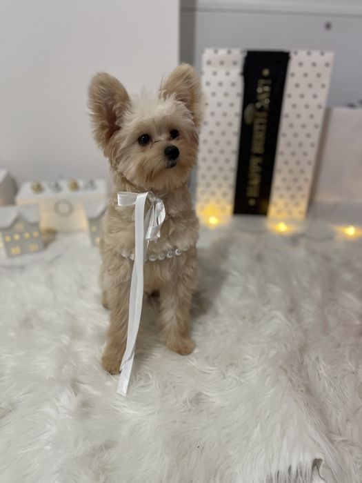 Помапу — Наймякші лапки цього літа