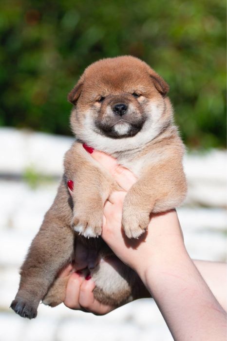 Шиба цуценята shiba inu