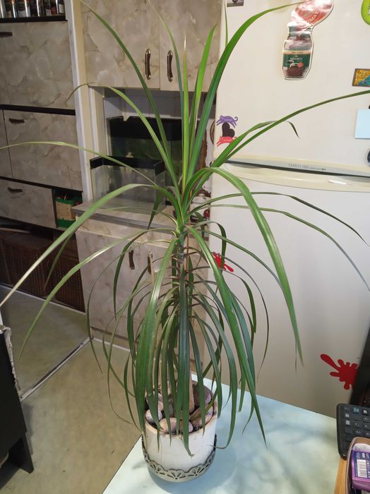 Драцена 95 см и 65 см