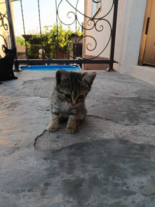 Котики Крисоловки!!