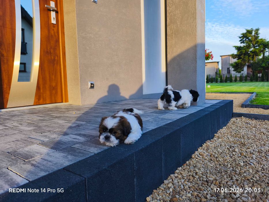 Shih Tzu szczeniak