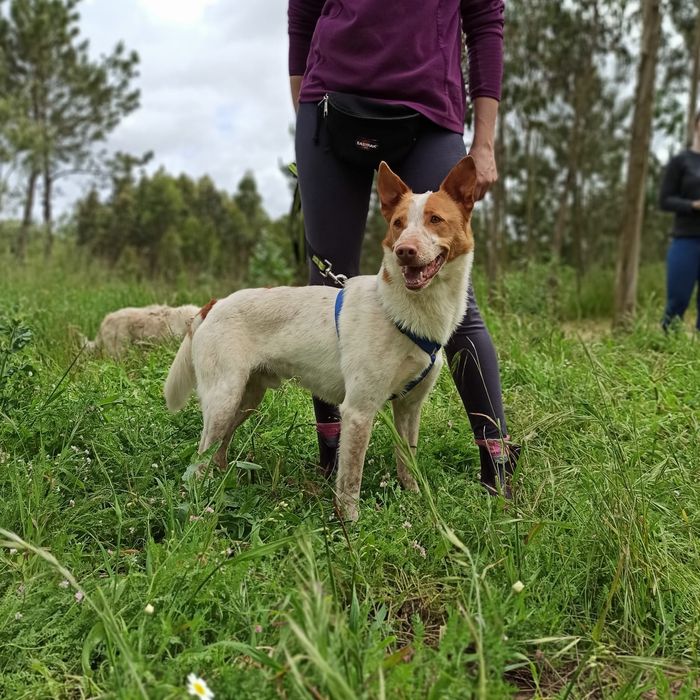 Leslie- cachorro de porte médio para adoção