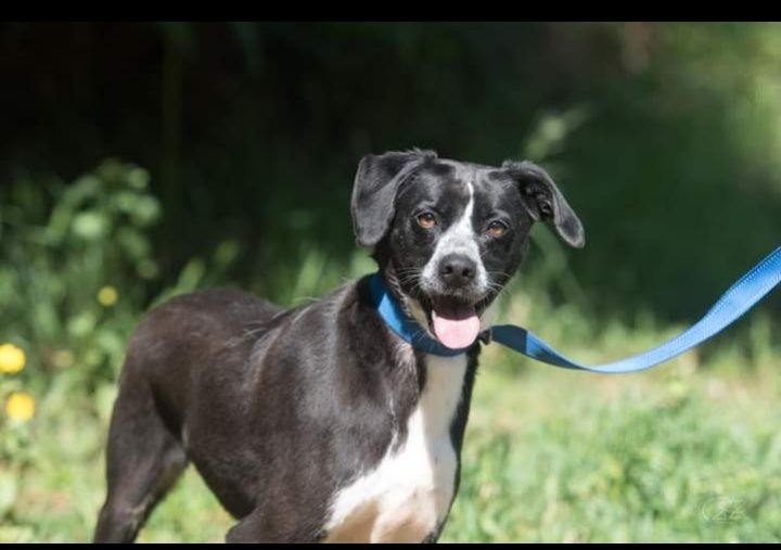 Brenda- cachorra de porte médio para adoção