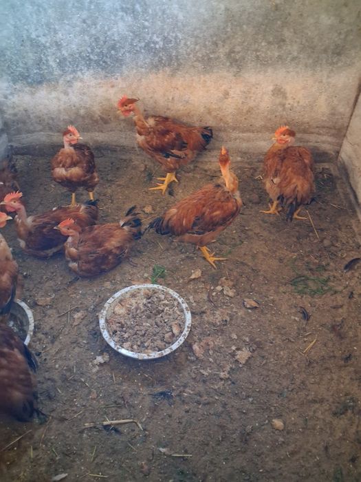 Vendo galos e coelhos