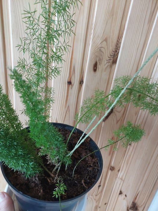 Аспарагус  Майера(Asparagus meyeri)