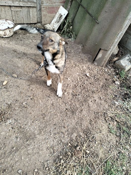 Віддам стерелізованих собак- дівчатка, в добрі руки