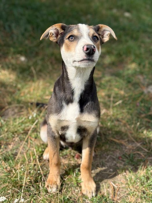 Taro – miał dom przez dwa dni. Potem wrócił za kraty! Adopcja dt