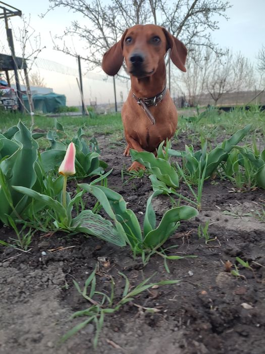 Хлопчик в пошуках нареченої