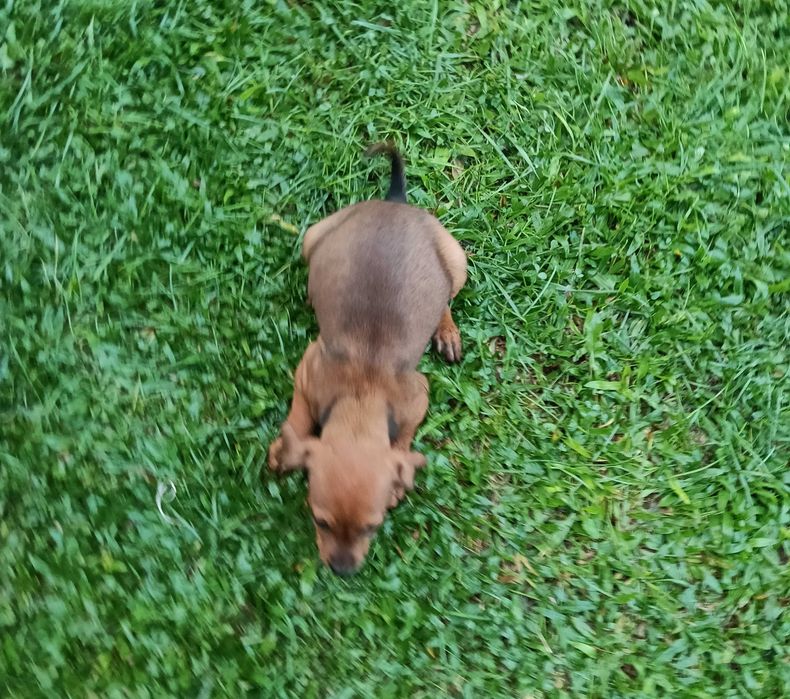 Pinscher macho castanho