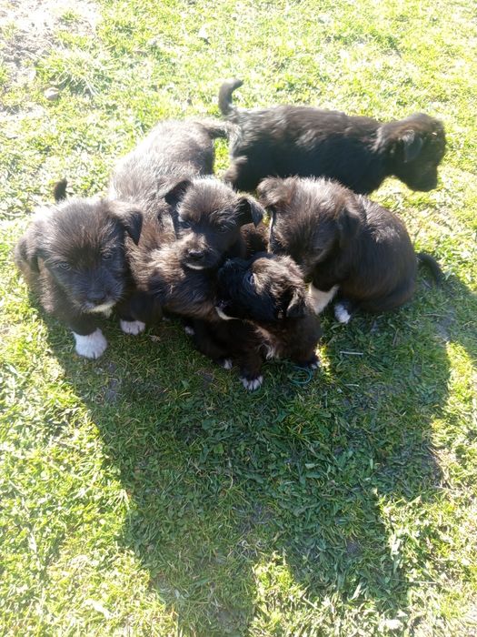 Psy mieszańce czarne