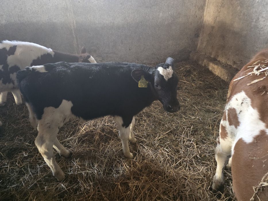 Sprzedam byczka z własnej hodowli