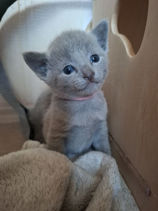 Kotka rosyjska niebieska