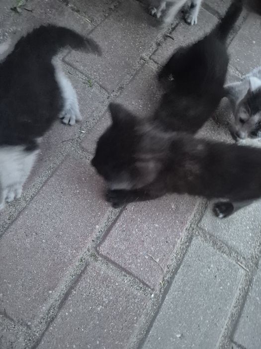 Oddam pięć kotków