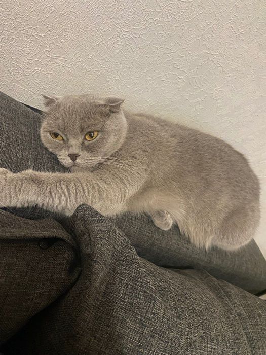 Віддам в гарні руки британку