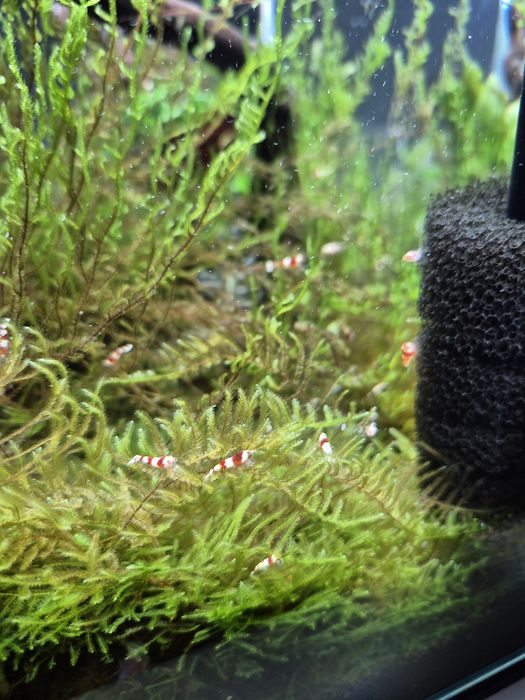 Krewetki Caridina PRL