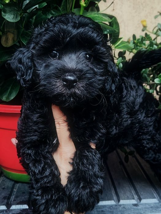 Czarna suczką Maltipoo
