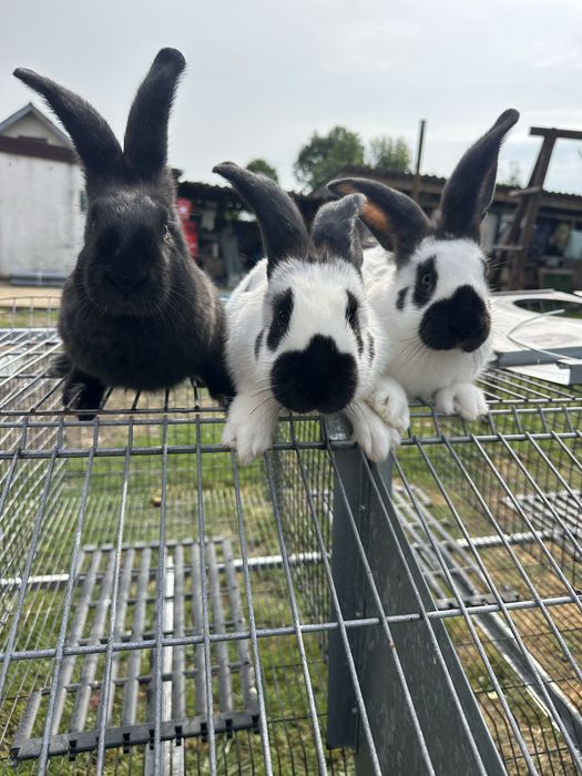 Кролі німецький строкач.