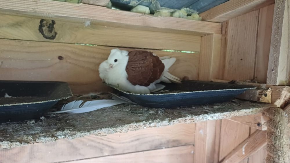 Gołębie Pawki Białe