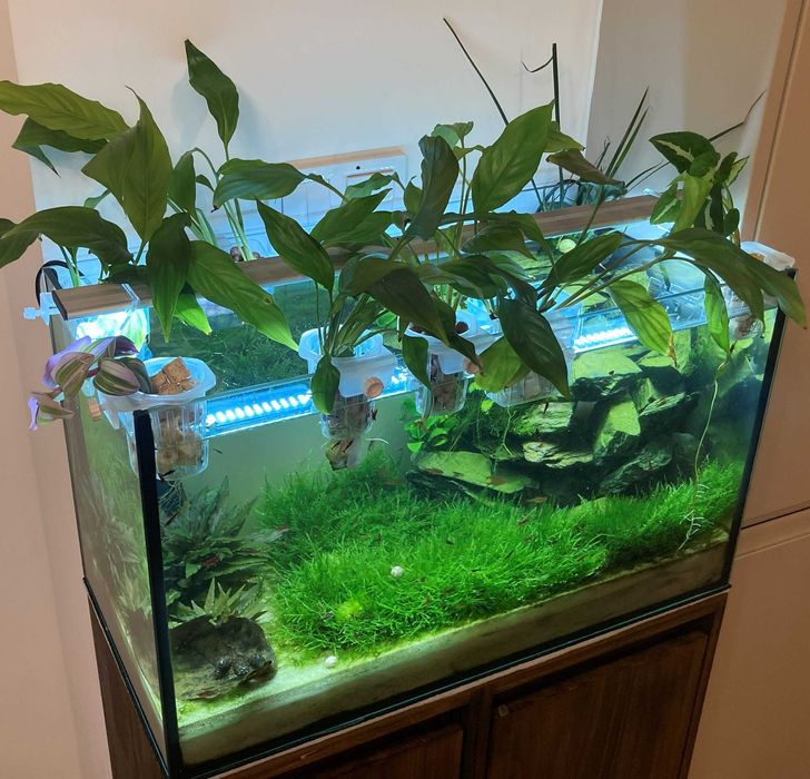 Skrzydłokwiat w formie hydroponicznej do akwarium Spathiphyllum