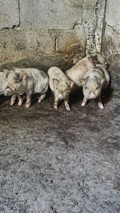 Leitões bebés para venda