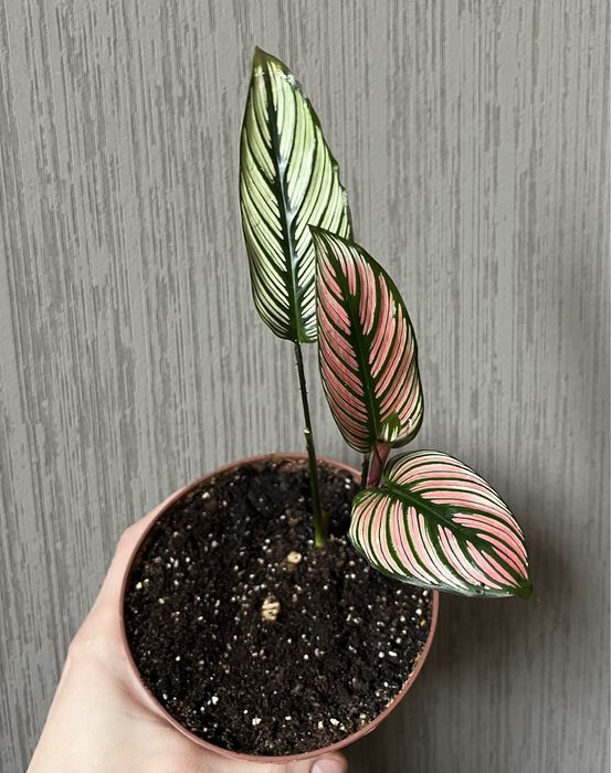 Калатея ктенанта