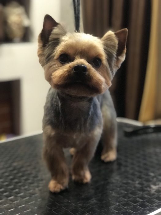 Міні йорк, маленький принц