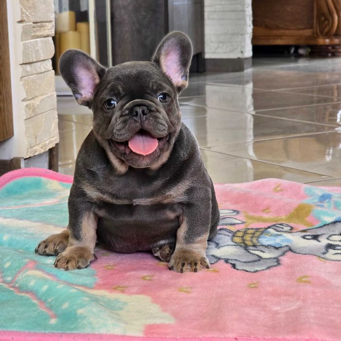 Buldog Francuski śliczny Blue Tan
