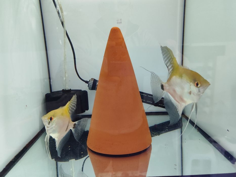 Peixes Escalares gold e zebra