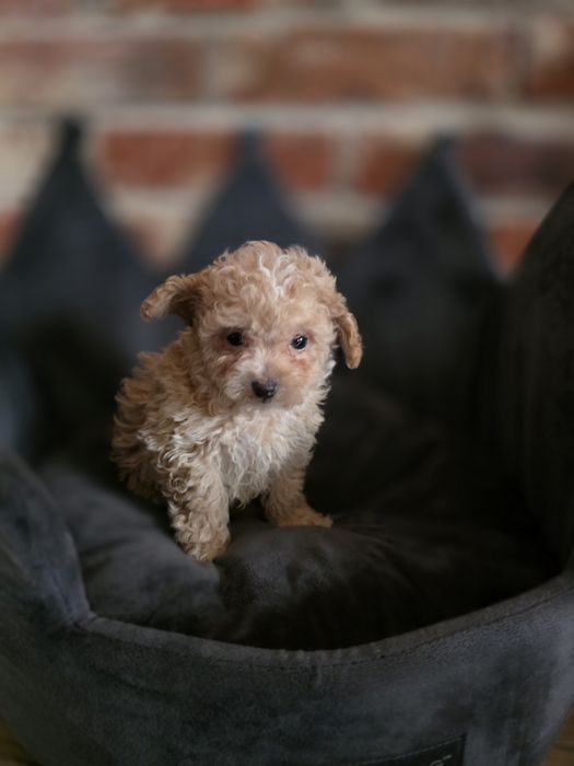 Maltipoo f1 chłopczyk !!