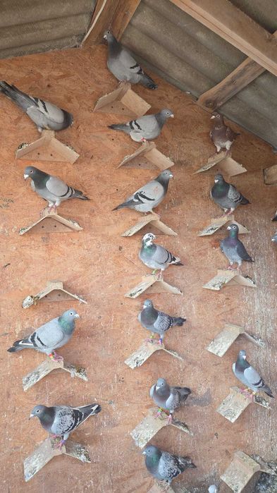 Sprzedam Gołębie Pocztowe sprowadzone sprowadzone z Holandi