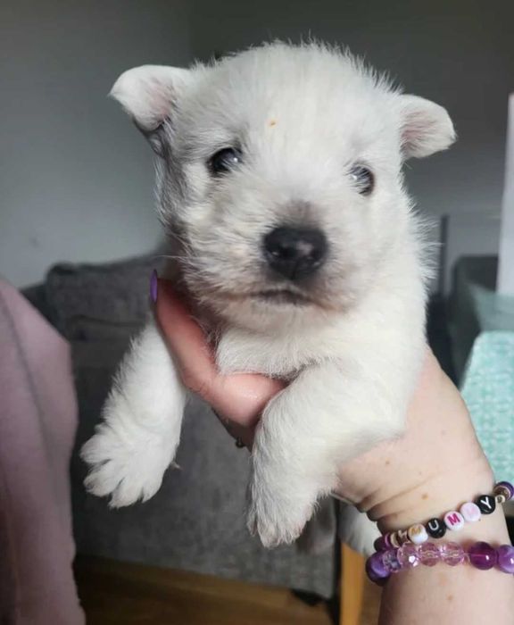 West Highland White Terrier